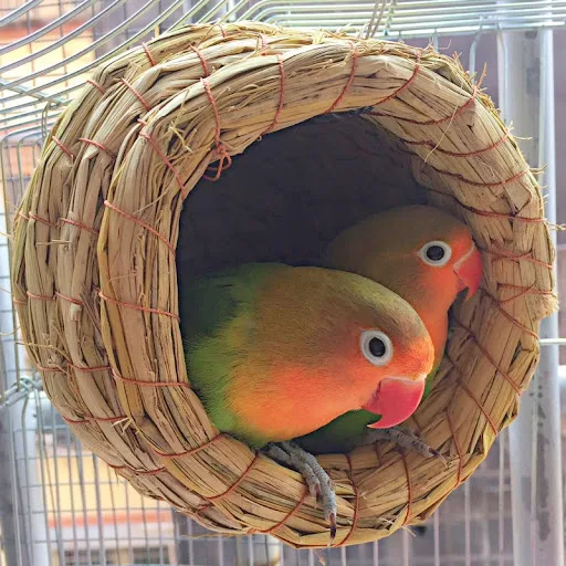 1pc Natural Handmade Straw Bird Nest Pigeon House Parrot Nest Warm Pet Bedroom Courtyard Small Animal Bird Cages Bird Su