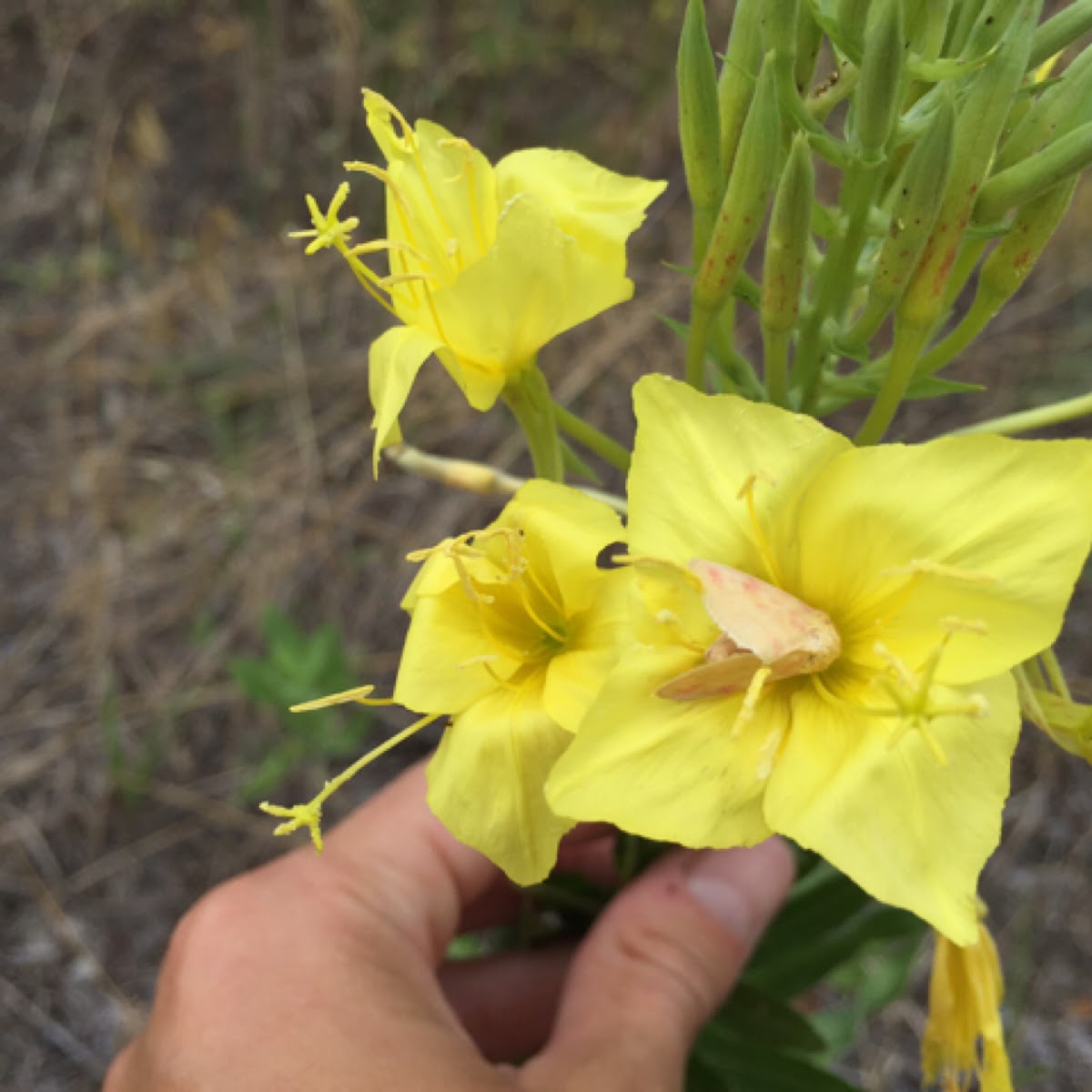 Four point evening primrose