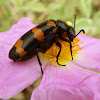 Blister beetle