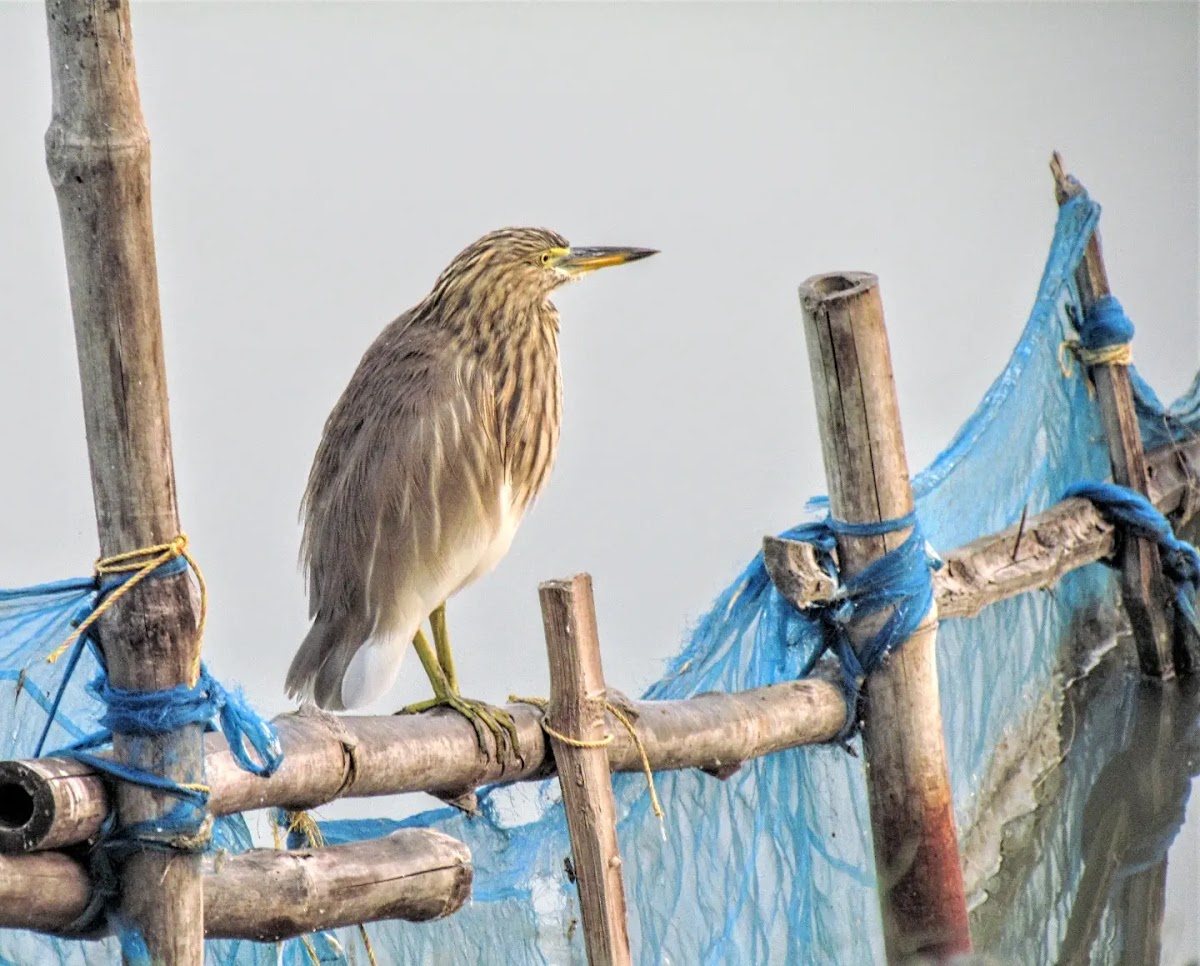 Indian pond heron