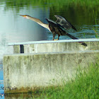 Anhinga