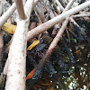 Cangrejo rojo de manglar