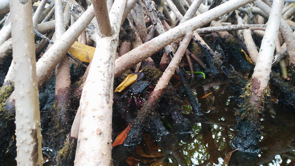 Cangrejo rojo de manglar