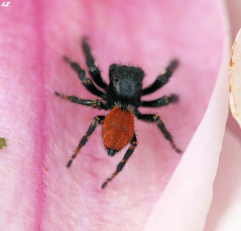 jumping spider