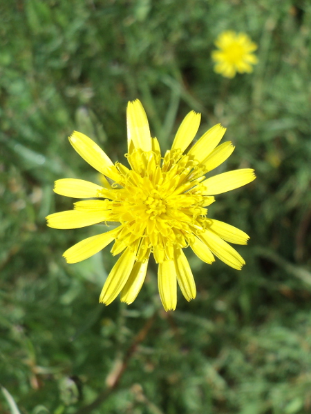 False Salsify