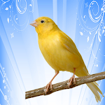 Cover Image of Download canary song 2.5 APK