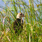 Purple Gallinule