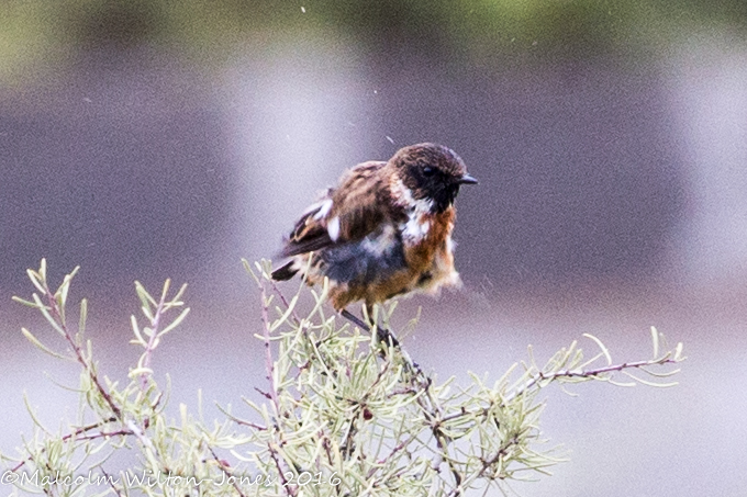 Stonechat; Tarabilla Común