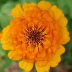 Zinnia