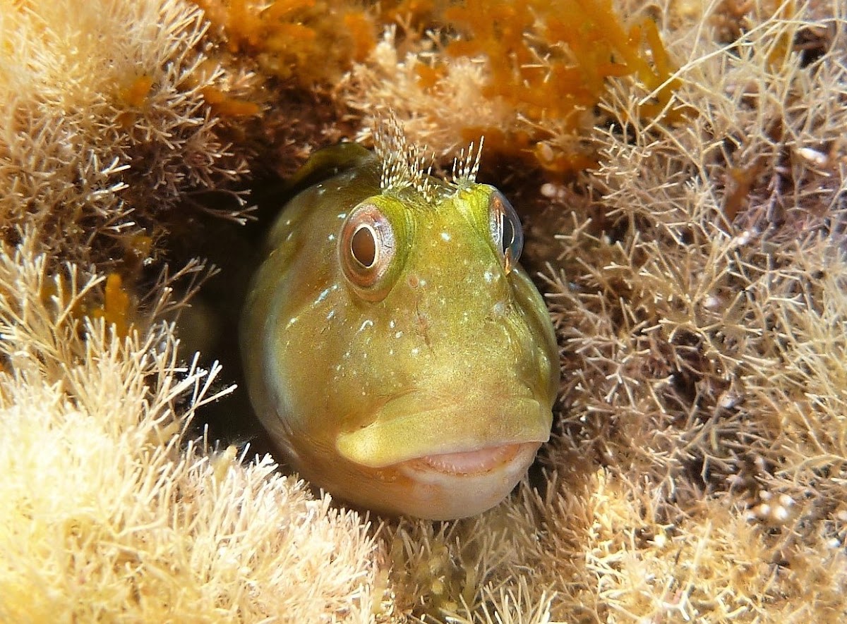 Ringneck blenny. Moma fase amarilla