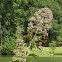 Hollowstem Joe Pye Weed / Joe Pye Weed / Trumpetweed