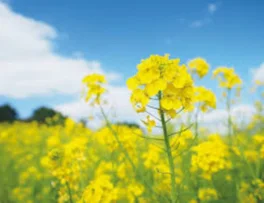 菜の花が咲く頃，私は貴方に恋をした［完］