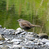 Song Sparrow