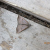 Snout Moth