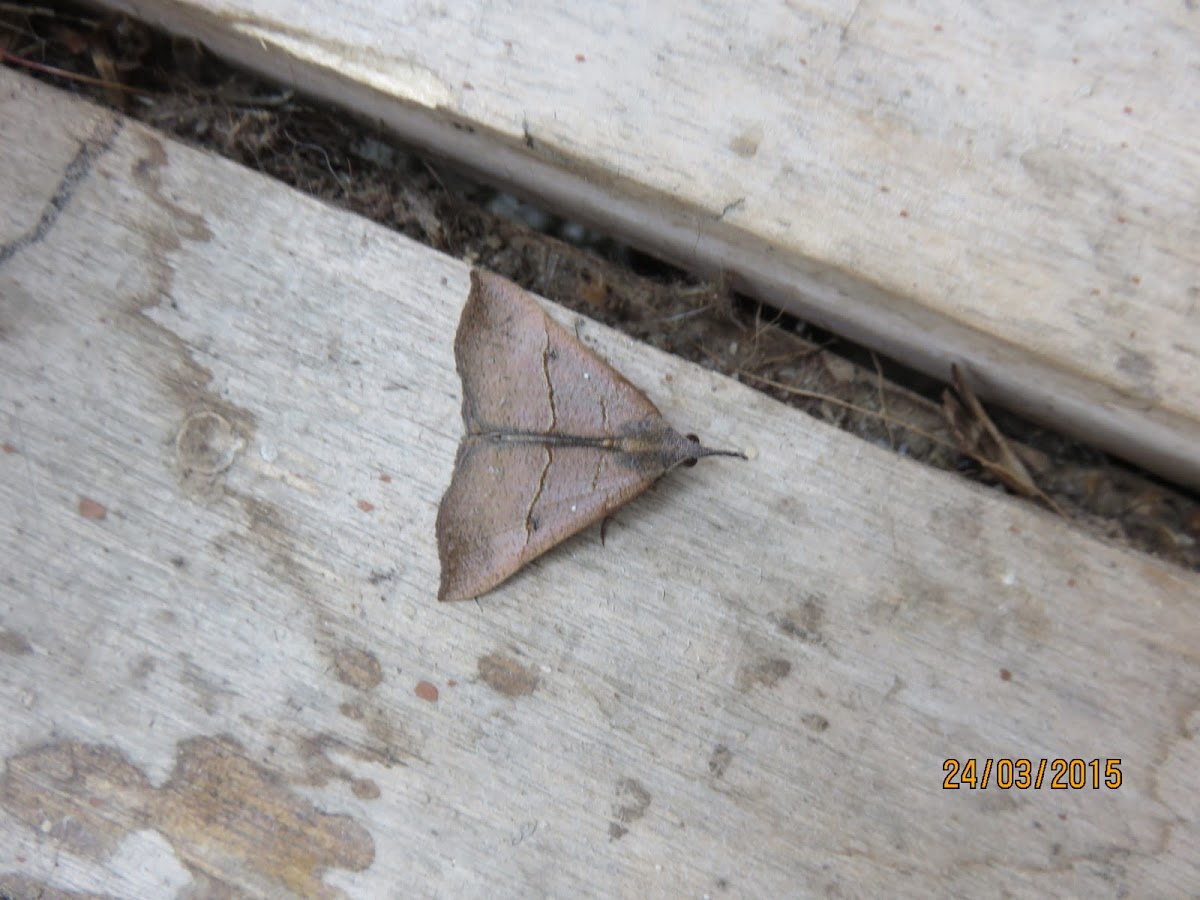 Snout Moth