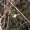 Long-tailed Tit