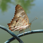 White peacock butterfly