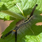 White-marked Tussock Moth