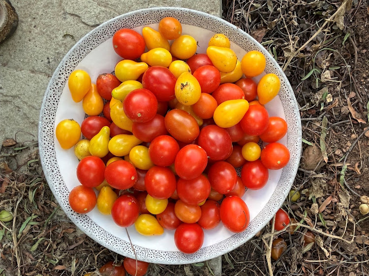 Fresh cherry tomatoes