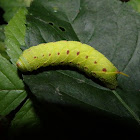 Eyed- Hawk Moth Caterpillar