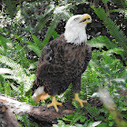 Bald eagle