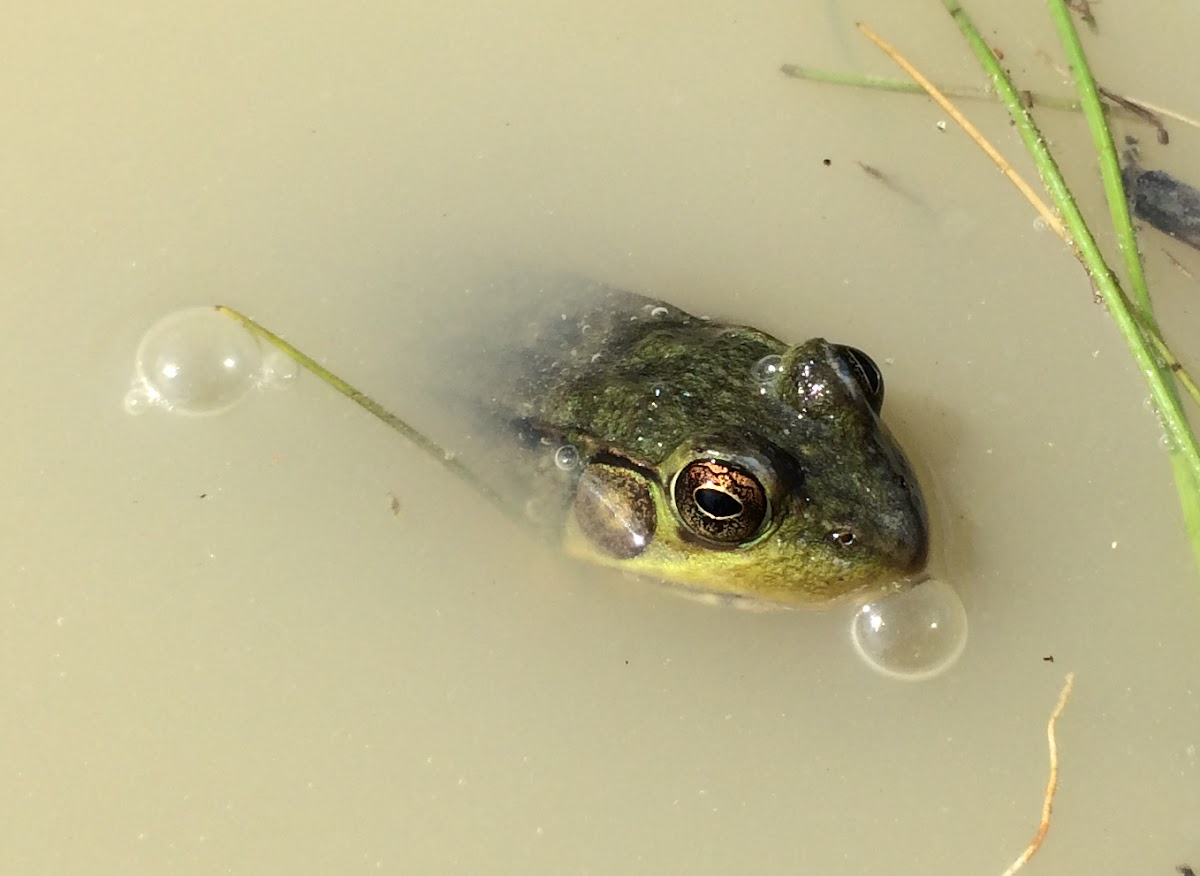 Green Frog