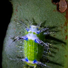 Stinging Nettle Slug Caterpillar