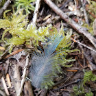 unidentified feather