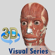 Visual Muscles 3D