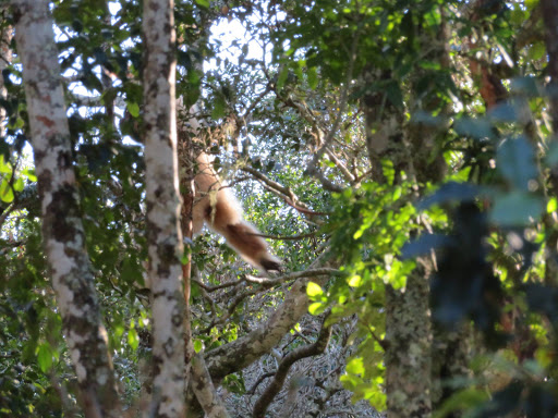 Monkeying Around in South Africa 2017