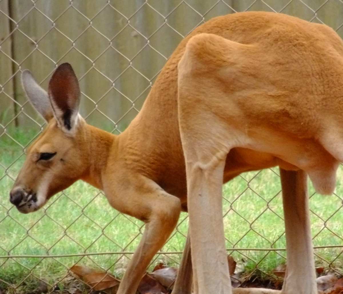 Red Kangaroo