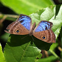 Purple-washed Eyed Metalmark