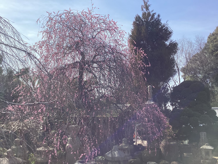コペンの春一番梅の花祭り!良いね!イイね!イイね!最高だね！・幸せは自分自身で見出す物で他人から与えられる物では有りません！最高だね！・貧乏しても心❤️の貧乏人には成りたく無いですね！最高だね！・妬み!僻み!は持たず!心❤️豊かに過ごしましょう!最高だね！・人は人自分の納得出来る生き方をしましょう！に関するカスタム事例の投稿画像70枚目
