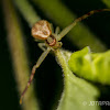 Crab Spider