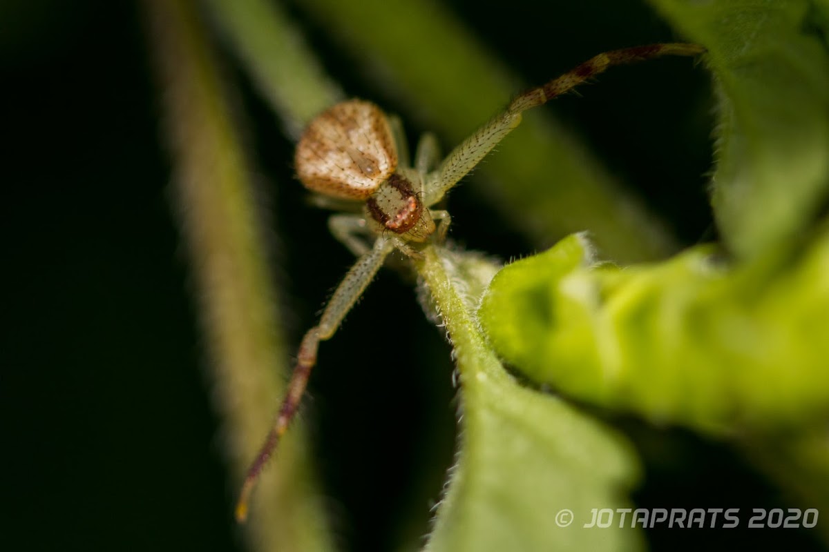 Crab Spider