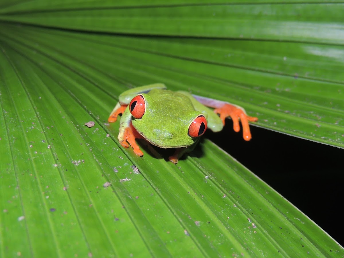 red eyed tree frog