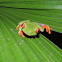 red eyed tree frog