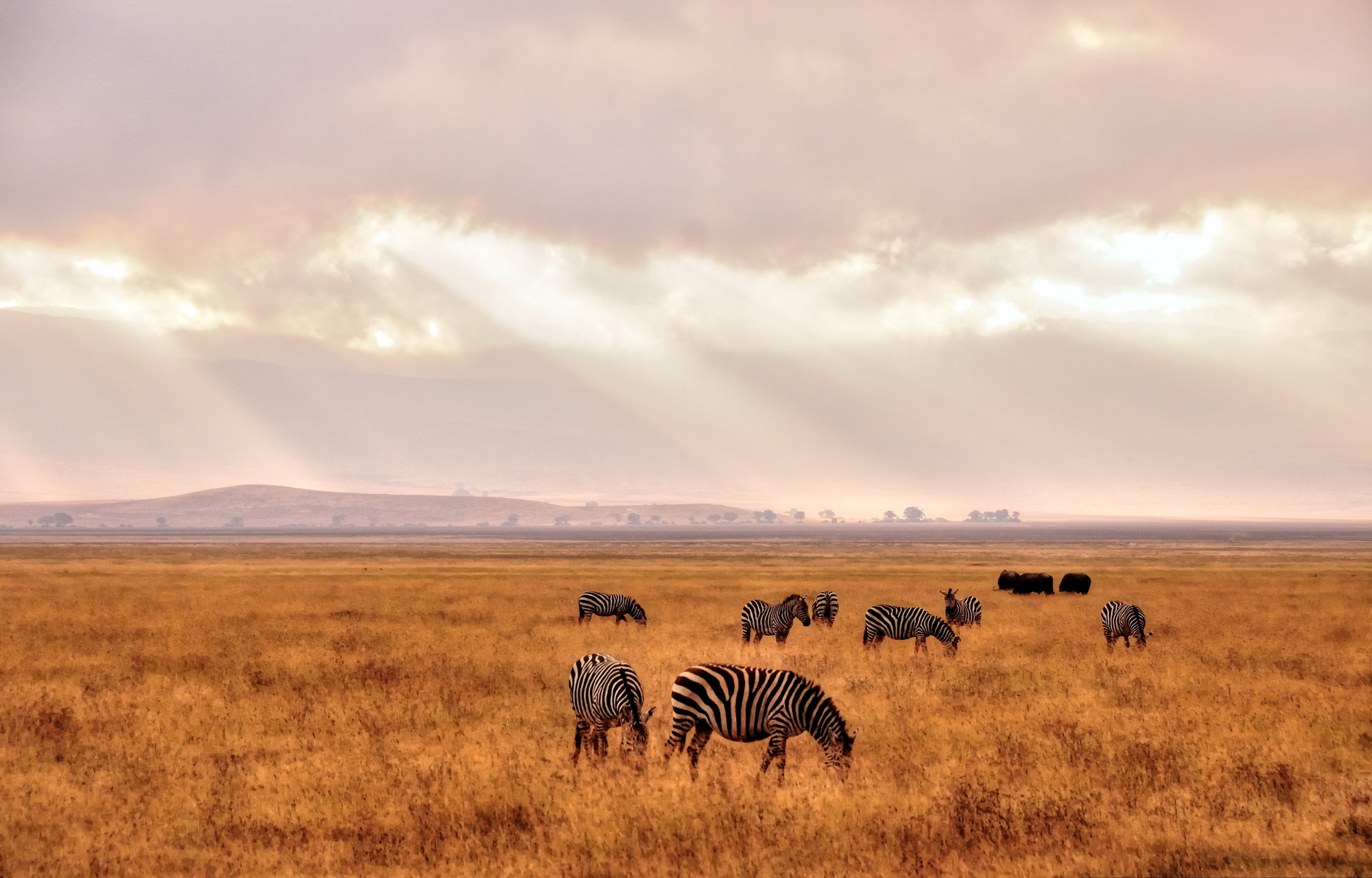 Mal d'Africa di vitomaso