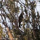 Rock Bunting? Escribano Montesino?