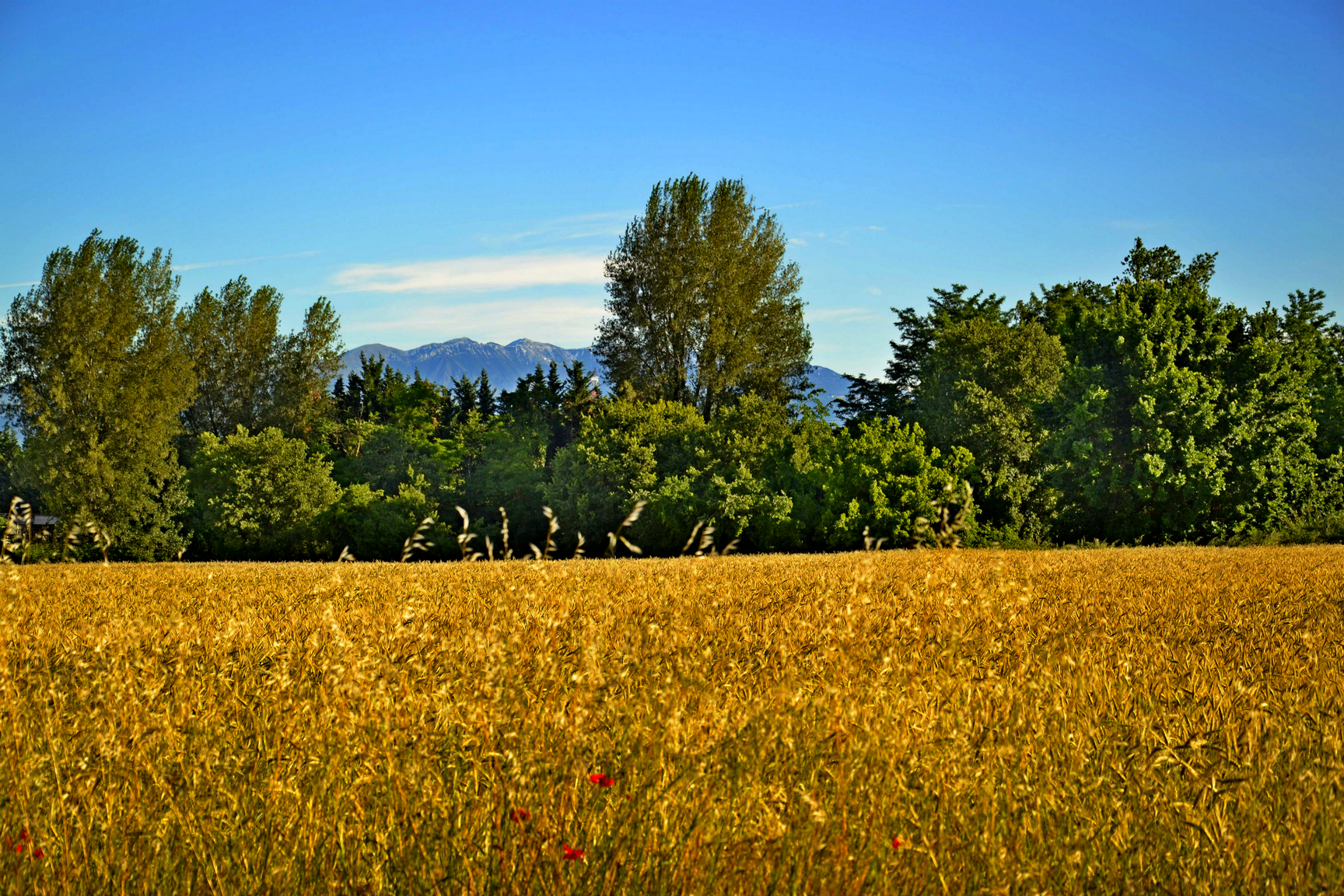 Vista con Montagna, grano e papaveri di magalasspht