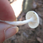 Cedarwood Waxcap