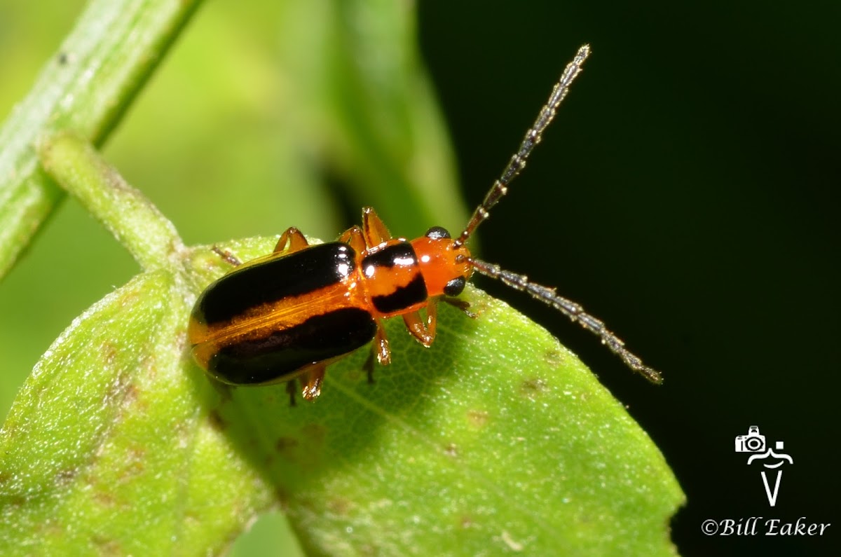 Leaf Beetle