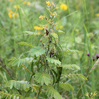 wild senna