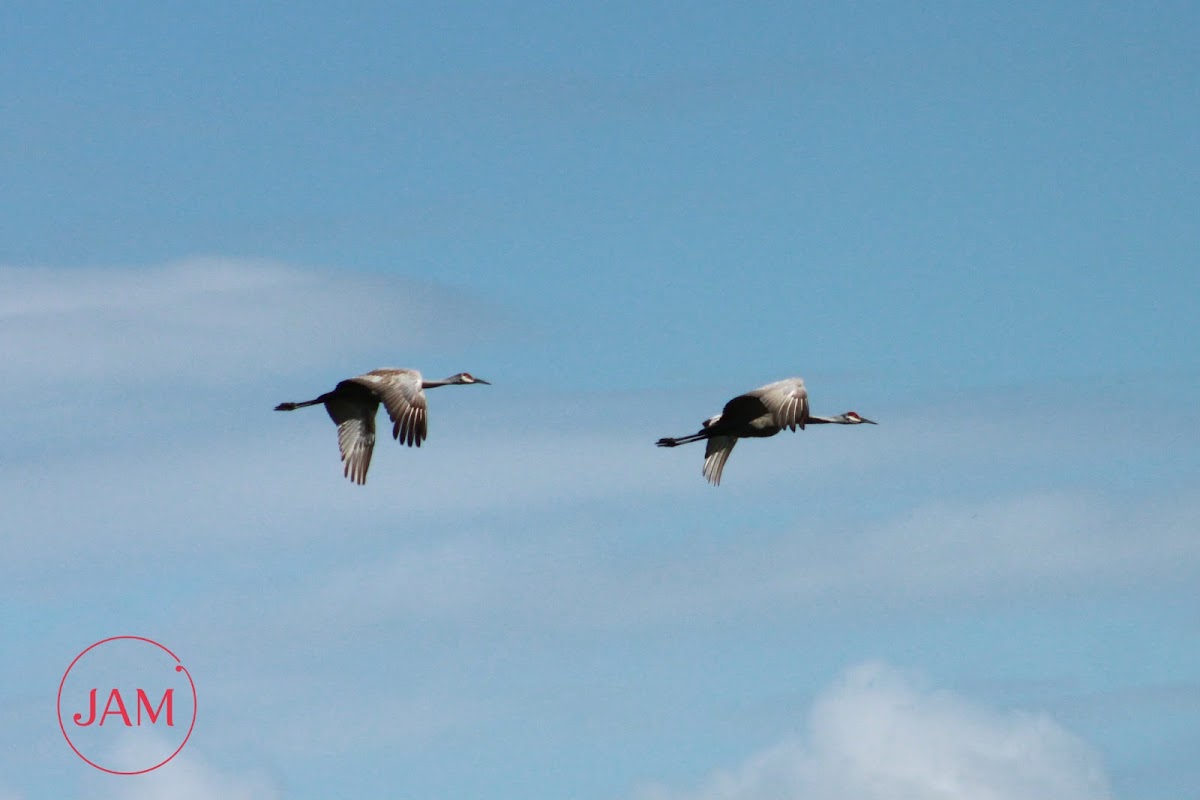 Sandhill Crane