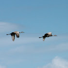 Sandhill Crane