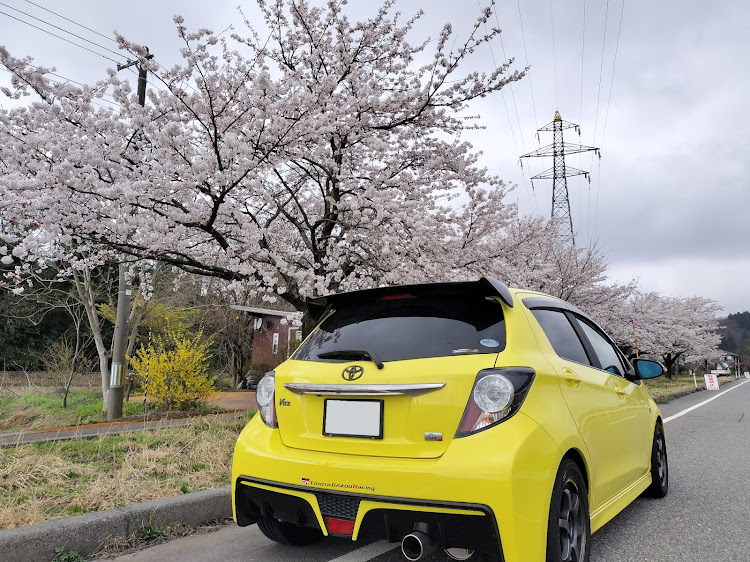 ヴィッツのNCP131・ncp91・桜と愛車・メンテナンスは大事・洗車してもすぐ汚れる。に関するカスタム事例の投稿画像1枚目