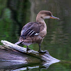 Red-breasted Merganser Duck (Adult Female)