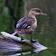 Red-breasted Merganser Duck (Adult Female)