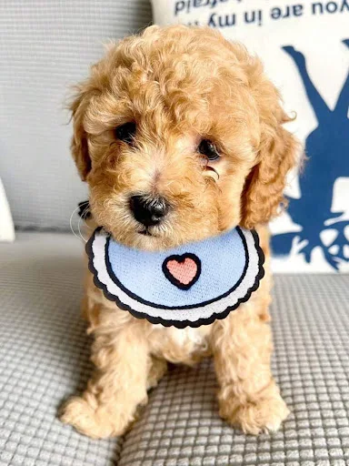 Pet Bib Cat Dog Cute Adjustable Saliva Towel Dog Bandana Scarf Puppy Dress Up Accessories