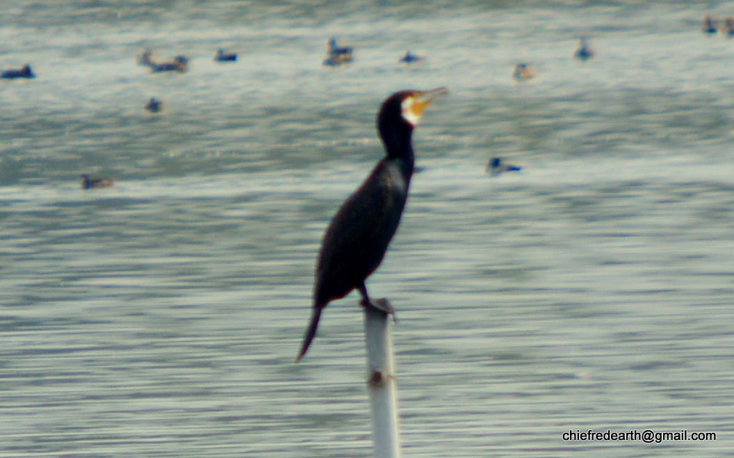 great cormorant